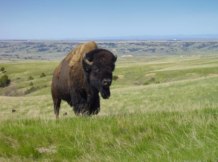 Bison are majestic creatures capable of seriously injuring or even killing you. For your safety, do not approach them.