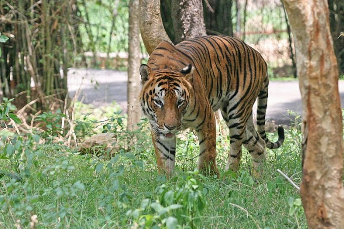 Hopefully you don't come across a tiger when looking for the perfect place to picnic at SGNP.