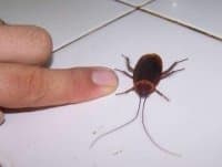 Giant sized flying cockroaches (referred to as palmetto bugs in polite society) are everywhere in the Florida Keys.