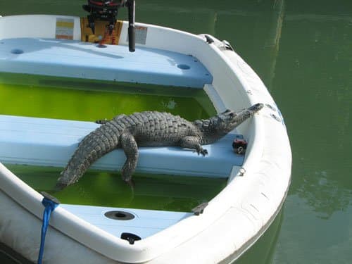 This young crocodile has taken up residence in the lagoon next to the one my house in on and is often seen swimming behind my house.