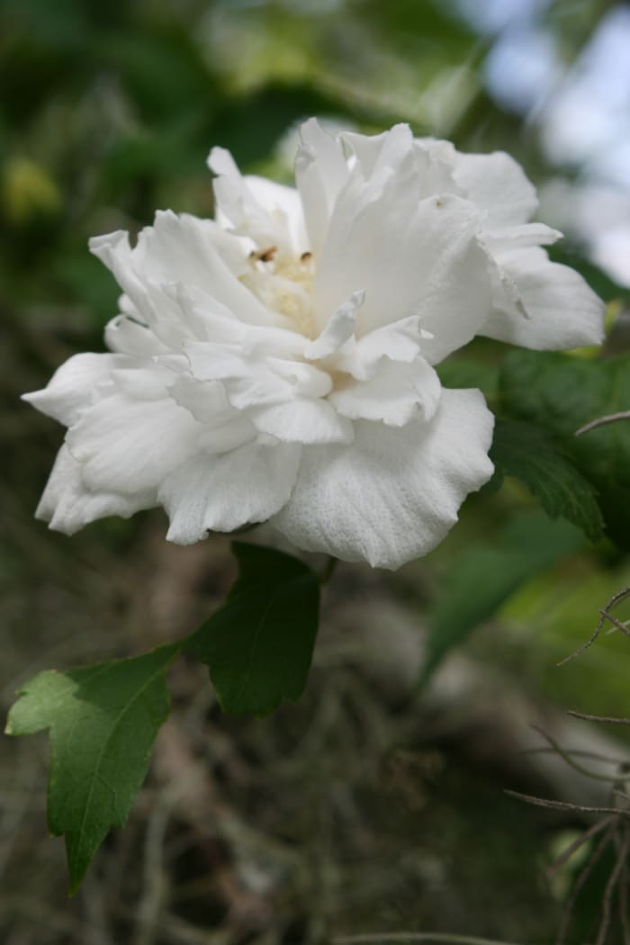 One of the lovely varieties of azalea found at Magnolia Plantation and Gardens.