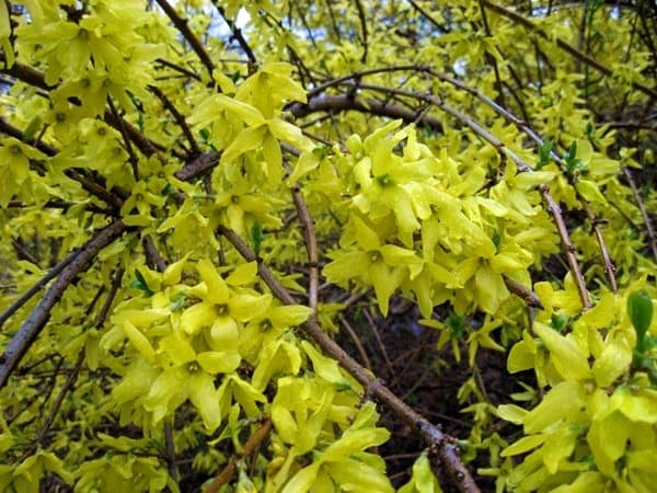 Bright yellow forsythia drapes over the roadside walls of Central Park's transverses.