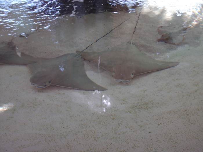 Rays in the touch tank at Mote Marine Aquarium.