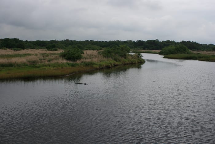 The Myakka River meandering through Myakka River State Park. Notice the Florida natives lurking in the water.