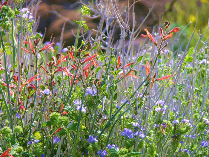 Desert wildflowers justicia californicum and phacelia tanacetifolia.