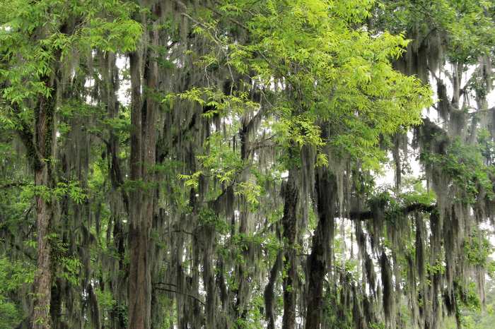5-best-east-texas-towns-to-visit