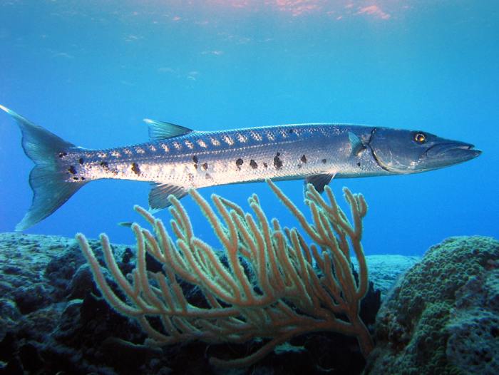 Large in size and fearsome in appearance, barracudas are opportunistic predators that consume large prey by ripping off chunks of flesh. They mainly eat fish and will compete with dolphins and other fish over smaller prey.
