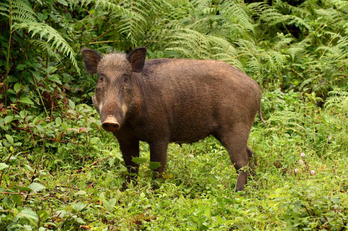 An ancestor of the domestic pig, wild boars can be found throughout Florida. They are not indigenous to the area.