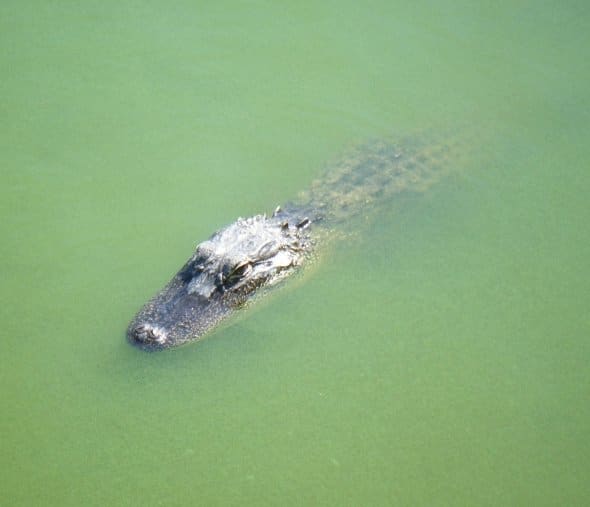 An alligator swimming in Lake Alice, Gainesville, Florida. Alligators have an exceptionally powerful bite. They are naturally timid by nature, however, especially when compared with crocodiles, which tend to be more aggressive towards humans.