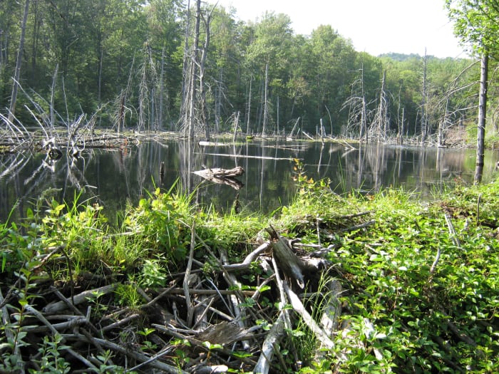 Teeming with life, beaver ponds are a common and ever-changing sight on the CL50.