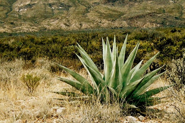 The Agave, a succulent, introduced itself to me at Big Bend National Park. It was only when I stood next to it and looked at it eye-to-eye that I realized its size.
