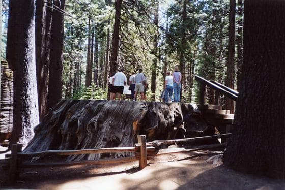 The size of this stump gives only a hint of what the original entire tree must have looked like