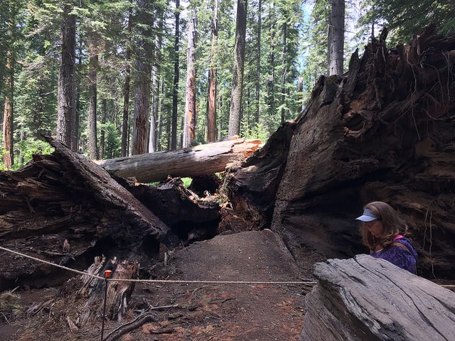 What remains of this famous tree now blocks the pathway that led through its middle.