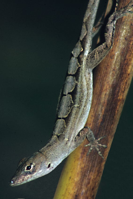 An Anole lizard in a garden in Port Richey. Anoles are quite easy to find, but not quite so easy to photograph