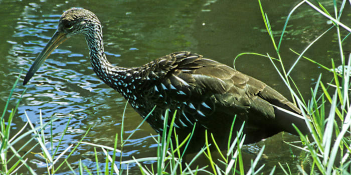 The Limpkin is a large wading bird which specialises in feeding on large apple snails. This one was actually seen and photographed during a visit to Cypress Gardens - one of the many theme parks near the City of Orlando