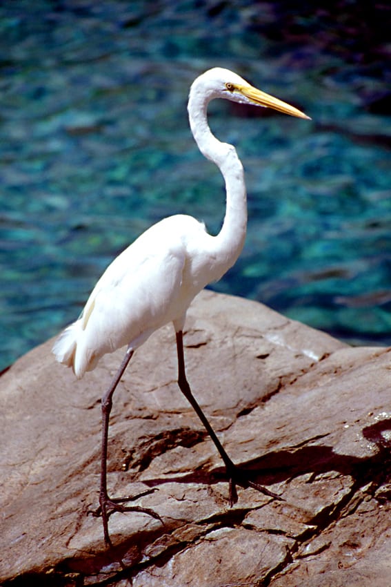 Even in Orlando's renouned theme parks, there is wildlife to be seen. This egret was making use of the water attractions in SeaWorld