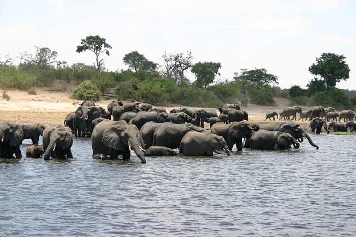 A herd of elephants at the Chobe River