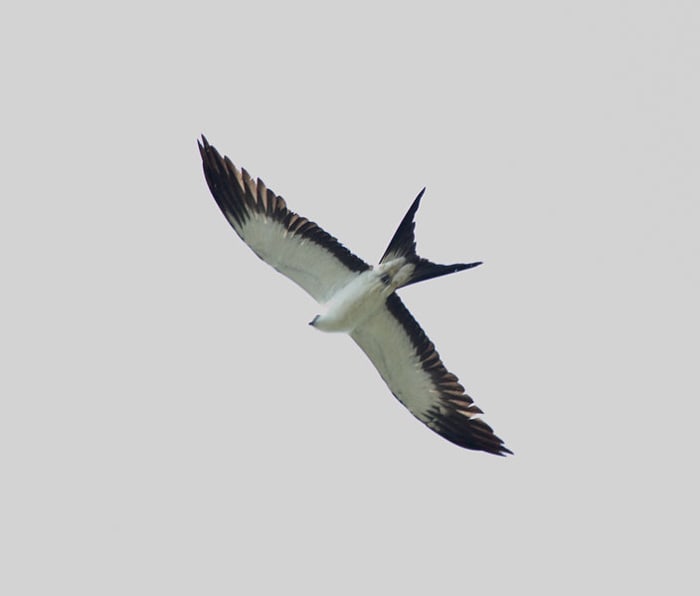 Swallow Tail Kites have a distinctive white underside with black fringes and a deeply forked "swallow" tail.