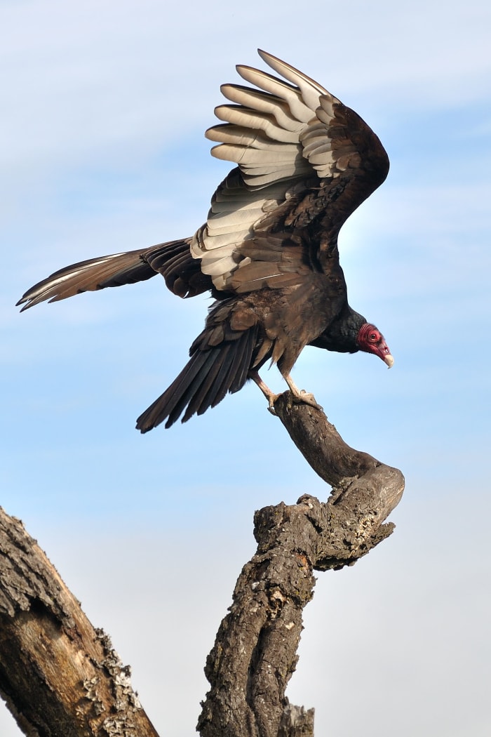 Turkey vultures are beautiful birds but have a face only a mother could love. This magnificent bird is landing on a dead tree branch.