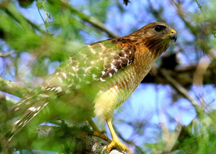 Hawks are very common in the Everglades. There are least six species regularly found within its borders. The Red Shouldered Hawk seen here is the most common hawk found in the Everglades