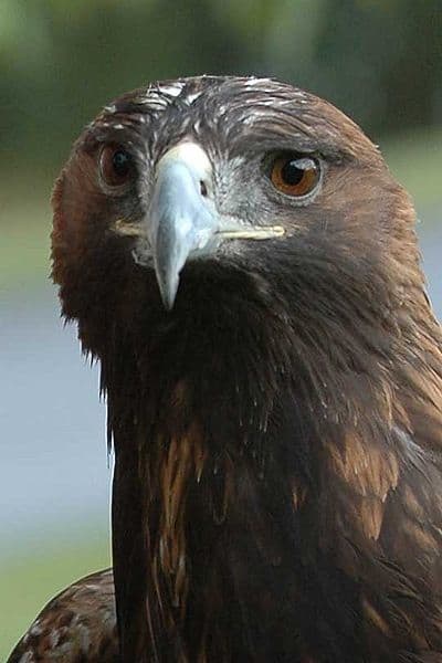 Golden Eagles are one of the largest birds on the planet, they love to eat fish and scoop them out of the water in flight.