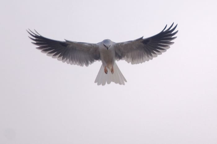 Note the darker grey wings, all white head and wide tail. The White-Tailed Kite hunts for small rodents and reptiles.