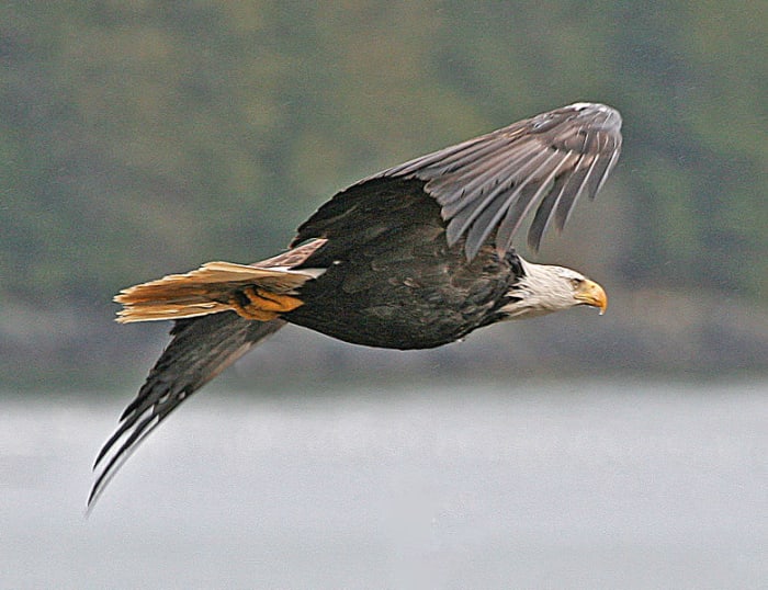 Bald Eagles have made a huge come back. Once a threatened species the birds are now a common sight again.
