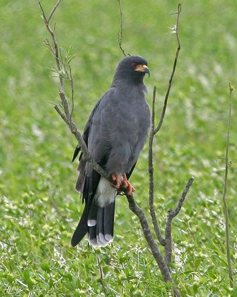 Its hard to take such a fierce face so seriously when you you know he had escargot for dinner. Snail Kites get their name because they feed almost exclusively on snails.