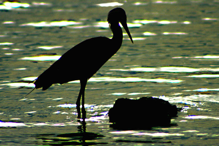 An egret at sunset stands quietly in the water, oblivious to the comings and goings of the tourists. The end of another day for the wildlife of Florida