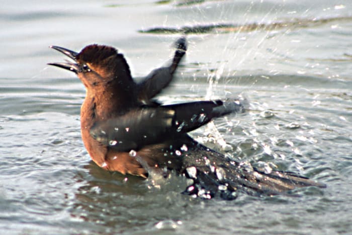 A bathing bird makes a splash in a puddle in one of the Orlando theme parks. Water attracts land birds in need of a clean up and a cool down