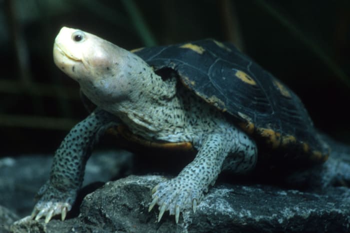 A Floridian diamond back terrapin. This is one of just two photos on this page which was not taken under natural conditions - the photo was taken at the Florida Aquarium