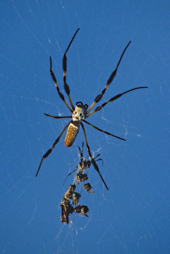 A Golden Silk Orb-Weaver clings to its web with the remains of some of its victims. These large and attractive spiders are among the most prominent of the invertebrates to be found in Florida