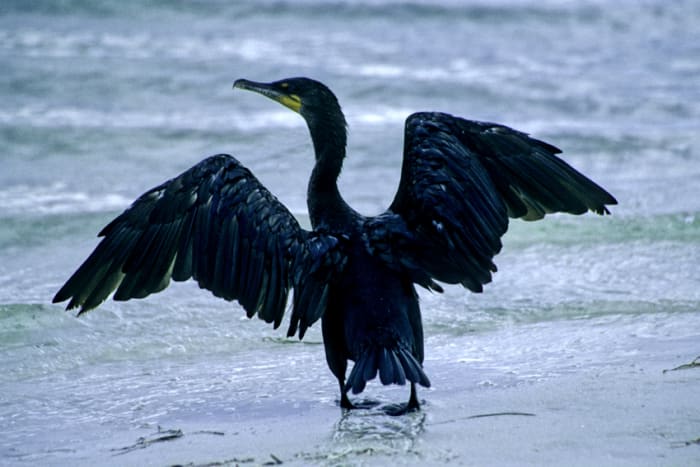 A cormorant spreads its wings and goes for a paddle on the shoreline at Howard Park. These are among the most visible of all the water birds