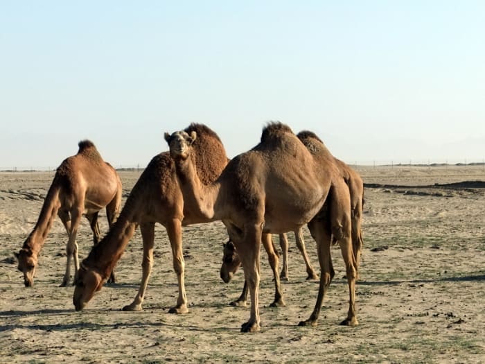 As you drive away from Jeddah city centre you might see camels grazing along the motorway,