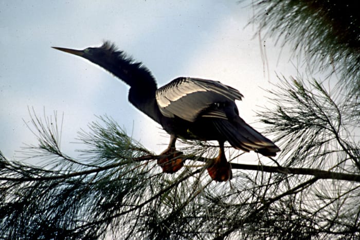 A male Anhinga perches in a tree - a bird with a very distinctive appearance with a glossy black body, head and tail, and large paddle-like webbed feet