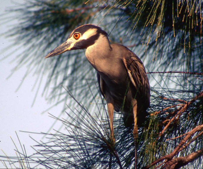 This Yellow-Crowned Night Heron was perched on a branch of a pine tree on the Gulf Coast. Considered by the author to be one of the most attractively proportioned of wading birds, to be able to photograph it was a highlight of time spent in Florida