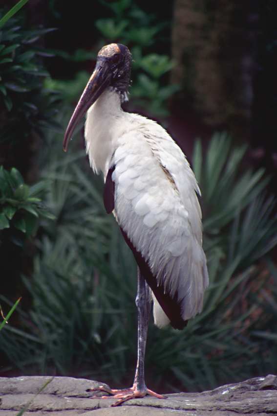 Florida Vacation A Photographic Guide to Water Birds in the Tourist