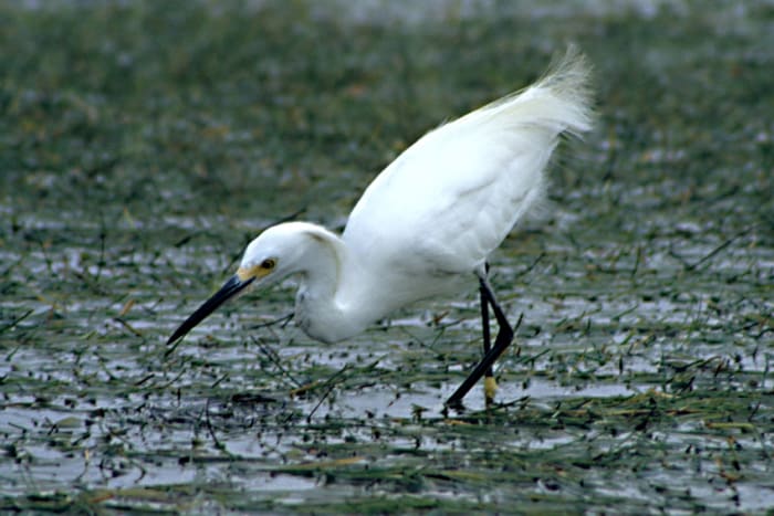 A Snowy Egret searching for food. A very graceful species which was almost hunted to extinction in the 19th century for its long plumes used in the fashion industry