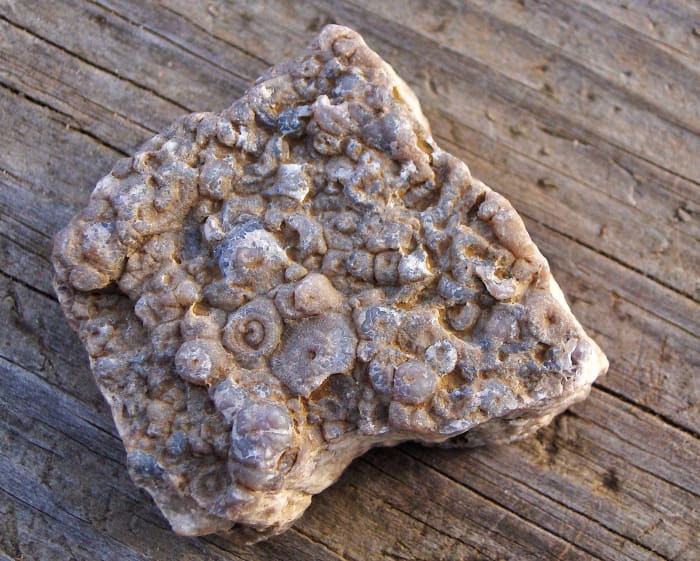 It's rare that you find a chunk of prehistoric sea bottom with this much detail. Usually they're washed smooth. Look at the pieces of crinoids. It looks to me as if they broke up and settled on some coral.