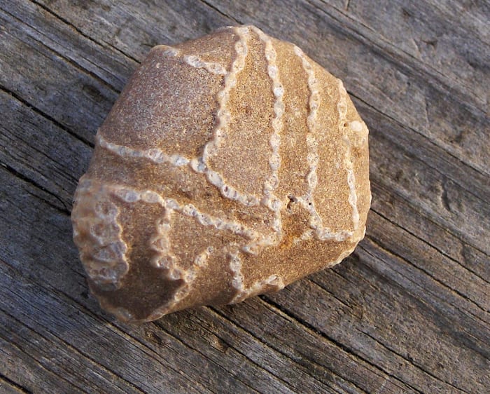 I couldn't believe I spotted this! It's a Halysite extinct tabulate Paleozoic coral . . . a reef building type (the chain appearance distinguishes it)