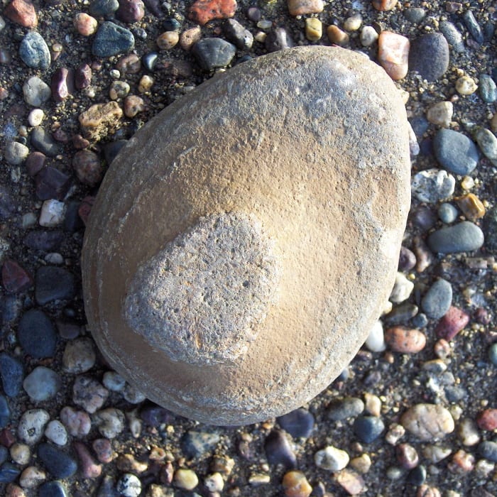 I can only guess this may be a stromatolite, some were formed millions of years before the Paleozoic. If someone knows better, please feel free to clear it up for us.