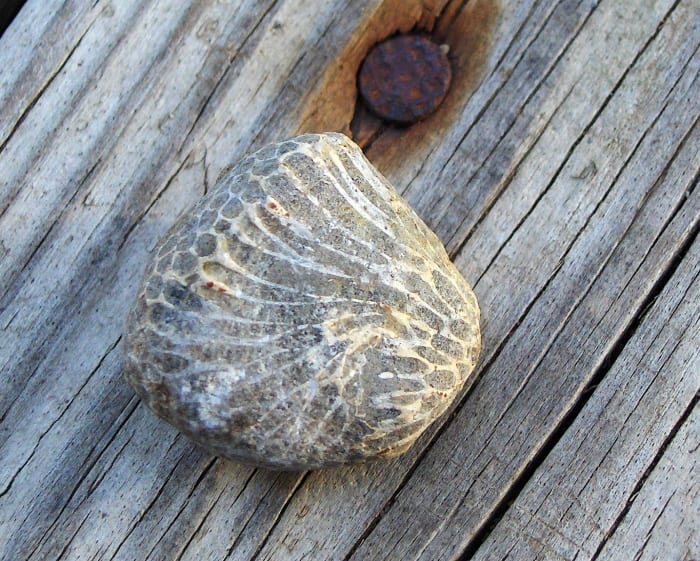 Another Paleozoic tabulate coral, only it's a type of favosite coral commonly called a Charlevoix Stone. You can tell by the columns and by the honeycomb pattern in photo below.