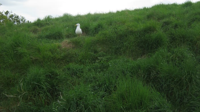 The seagulls on Inchcolm can be very protective when they are breeding. This was as close as you could get without being swooped on.