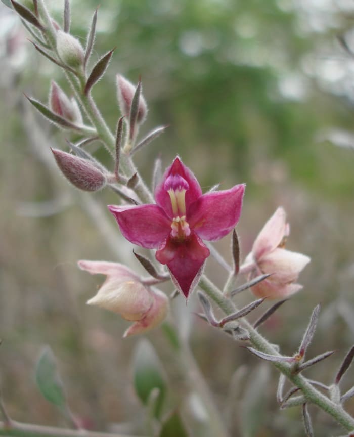 A diminuitive flower of a dryland shrub on the rocky soil near the Rio Colorado near the town called Currubande. This location is also near the resort Cañon de la Vieja.