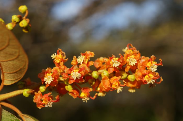 Blooms on the inflourescene of the nance tree (Byrsonima crassifolia). Common in the very dry forestland of Guanacaste. The fruit is eaten fresh, pickled in rum or made into ice cream.