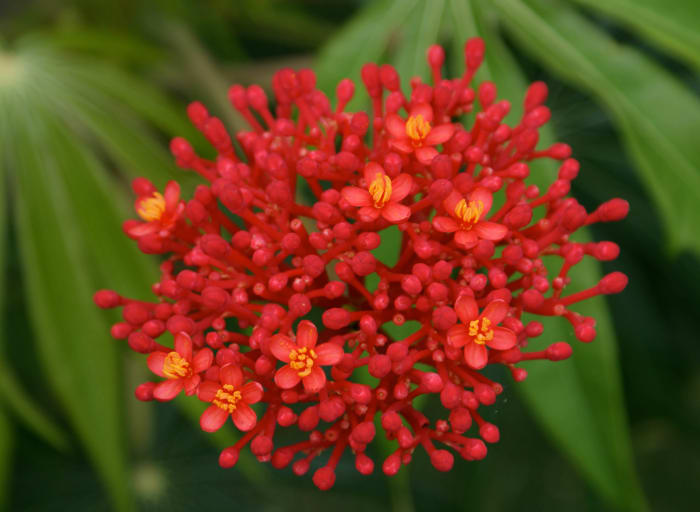 A common ornamental. Part of the landscaping around a hot springs resort near Miravalles volcano. Butterflies like this flower.