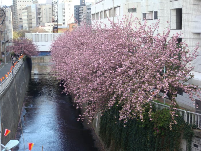 Meguro river, which looks like a canal, does it not? April 7th when the right side of the river from the metro station was overflowing with cherry trees in flower