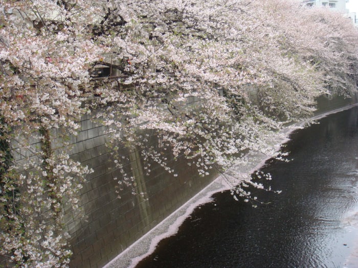 Meguro river, left hand side off the metro station. Spectacular is one word for it. Care to call it something else? No need, methinks.