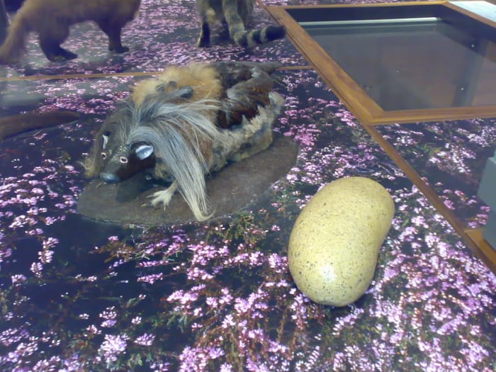 A Haggis on display in the Kelvingrove Museum in Glasgow