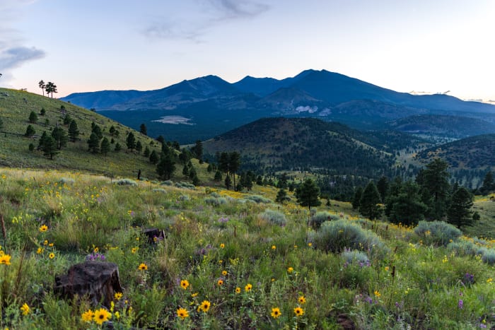 Summer Wildflowers East of the Peaks. Monsoon season brings a burst of wildflower blooms to Arizona's higher elevations around Flagstaff.